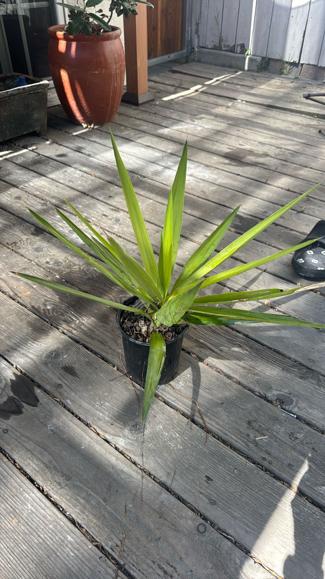 1g Cactus Succulent $5