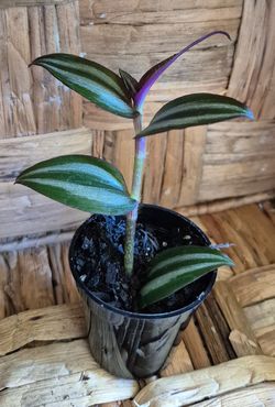 Indoor plant (Houseplant comes in a 2 in disposible pot)