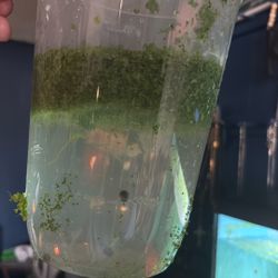 Duckweed