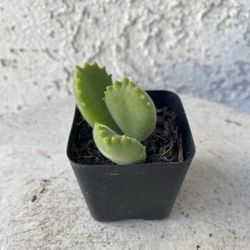 2 Inch Pot Succulent Plant - Bear Paw - Cotyledon Tomentosa - Rooted & Established - Drought Resistant 🪴 Baby Shower or Wedding Favors