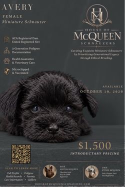 Miniature schnauzer crate