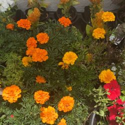 Marigold Lot Of Five Potted Plants