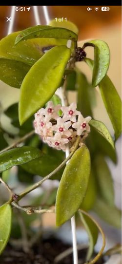 Hoya