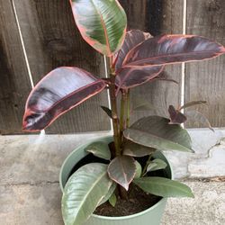 Beautiful Rubber Plant 6 inch pot Live Plant  Cash only  