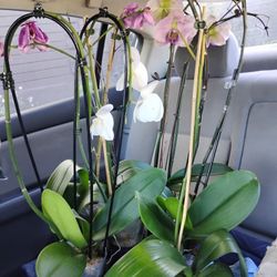 Orchids Box Of 5.. To regrow and bloom....Orchids Box Of 5.. To regrow and bloom....