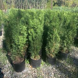 Emerald Arborvitae 