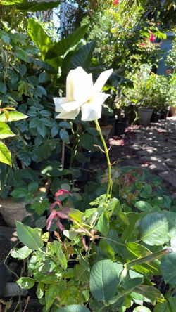 Planta de rosas blanca con varios colores