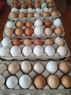 Fresh eggs