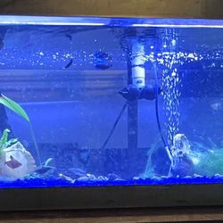Aquarium Tank 