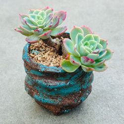 Succulents plants 🪴