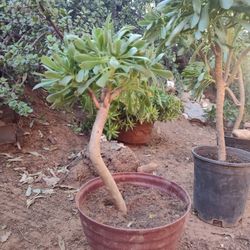 Buy One Miniature Tree And Get One Free