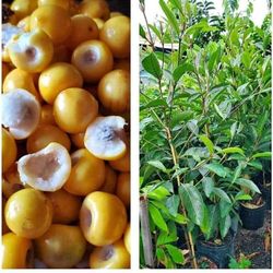 Nance Cherry  Airlayered  Trees  3gal  Arboles  De  Nance Injertados  3gal 