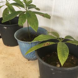 Avocado Seedlings