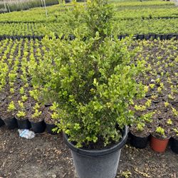 Japonese Boxwood 15gallon