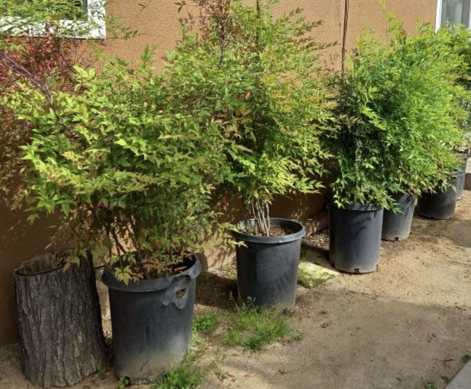 garden plants
