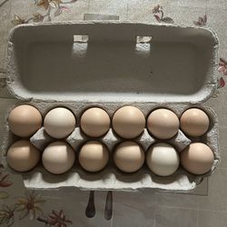 Organic Chicken Eggs