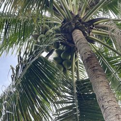 Coconut Palm Trees