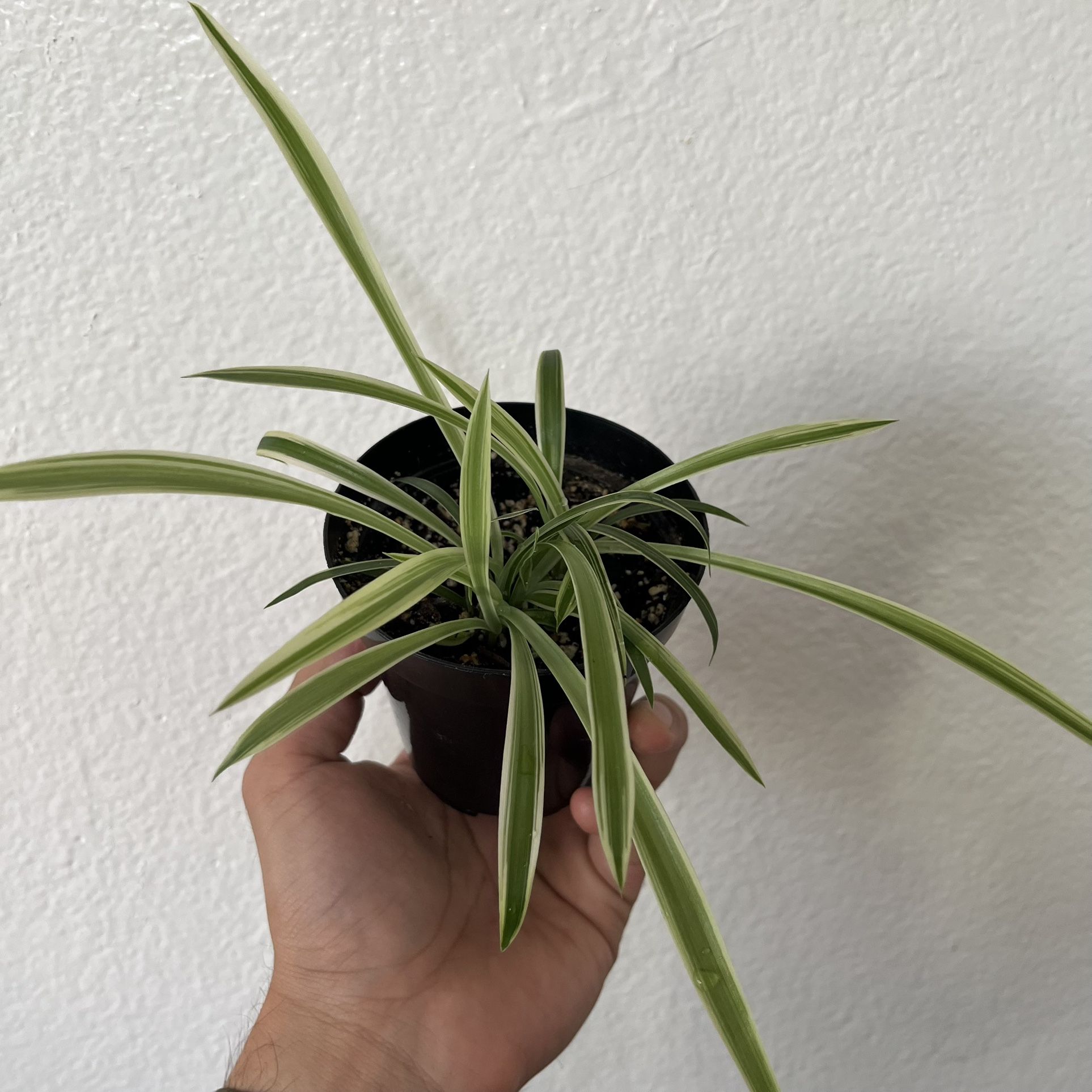 Spider Plant