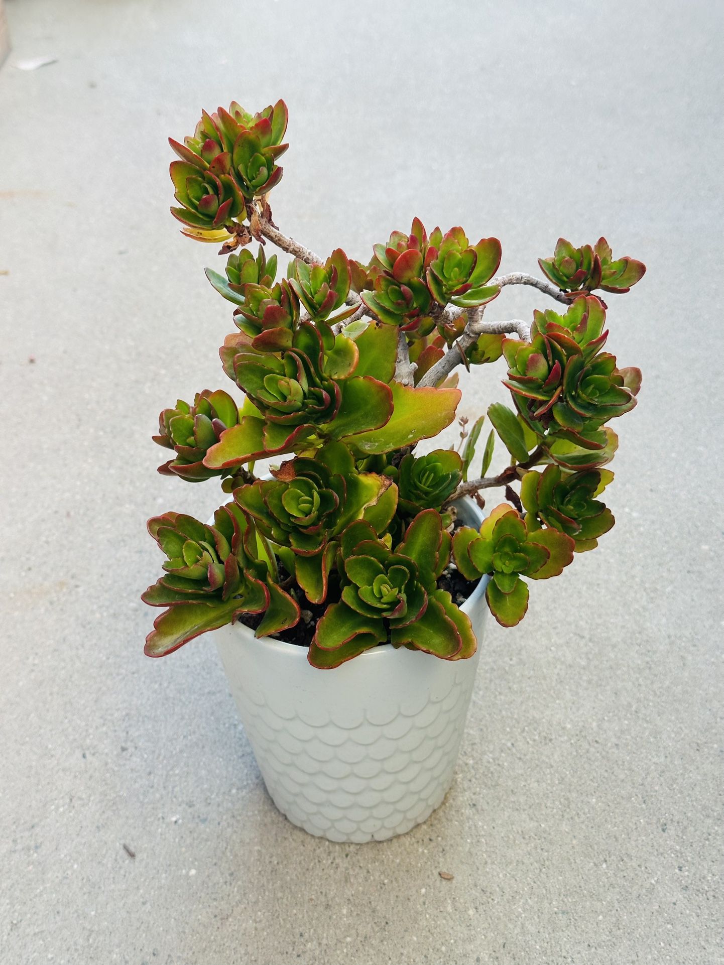 Succulents plants 🪴