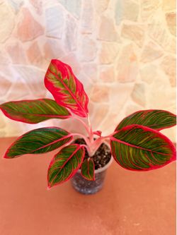 Aglaonema Khanza Plant - 5inch