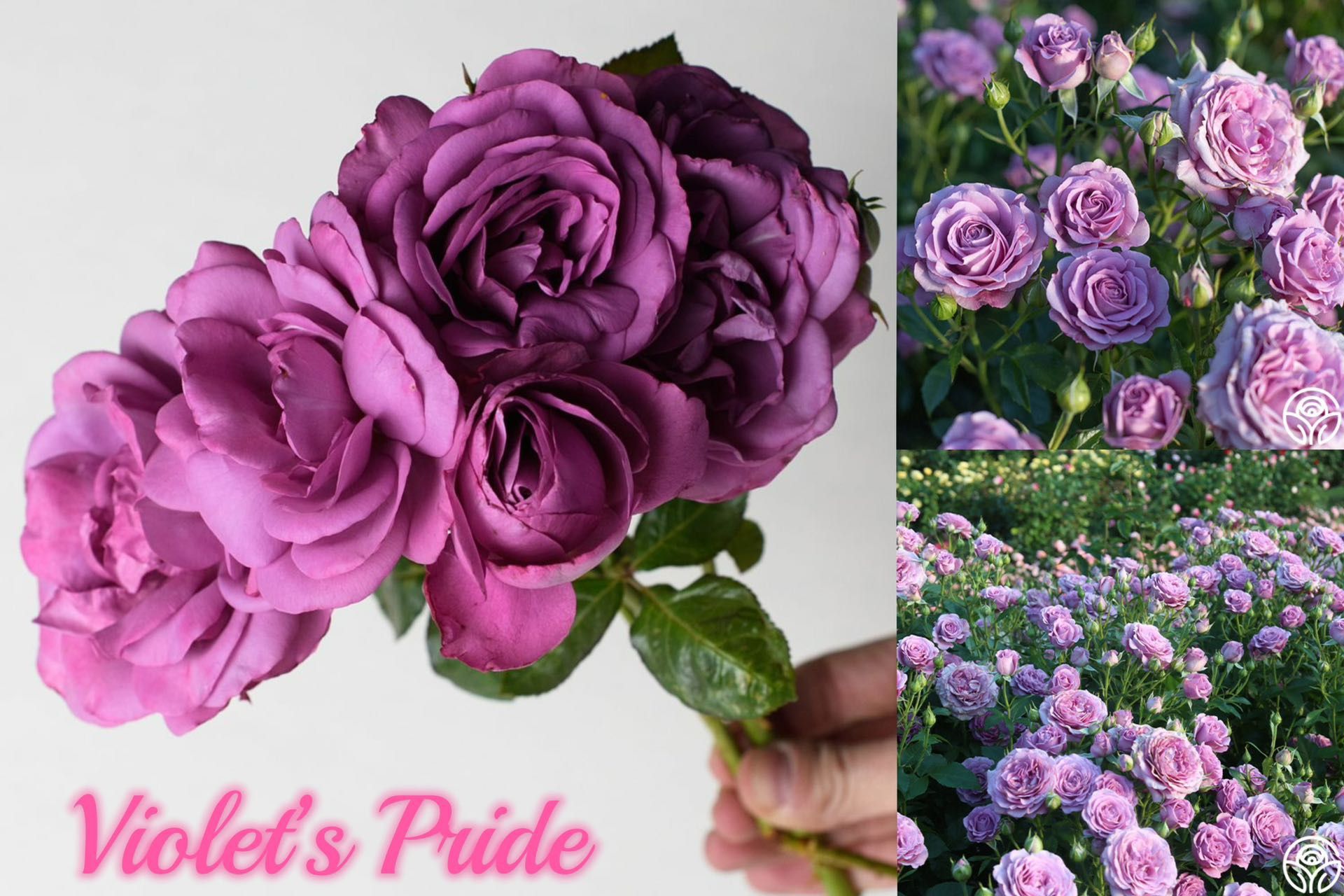 Violet’s Pride Rose Plant 