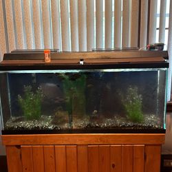 fish tank 60 gallon