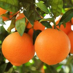 Grafted Dwarf Valencia Orange Trees 😃🌿🌿🌿🍊🍊🍊