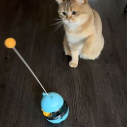 Tumbling Pet Toy with Food Dispenser and Balls