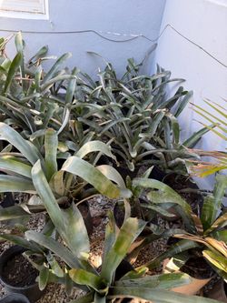 Plantas