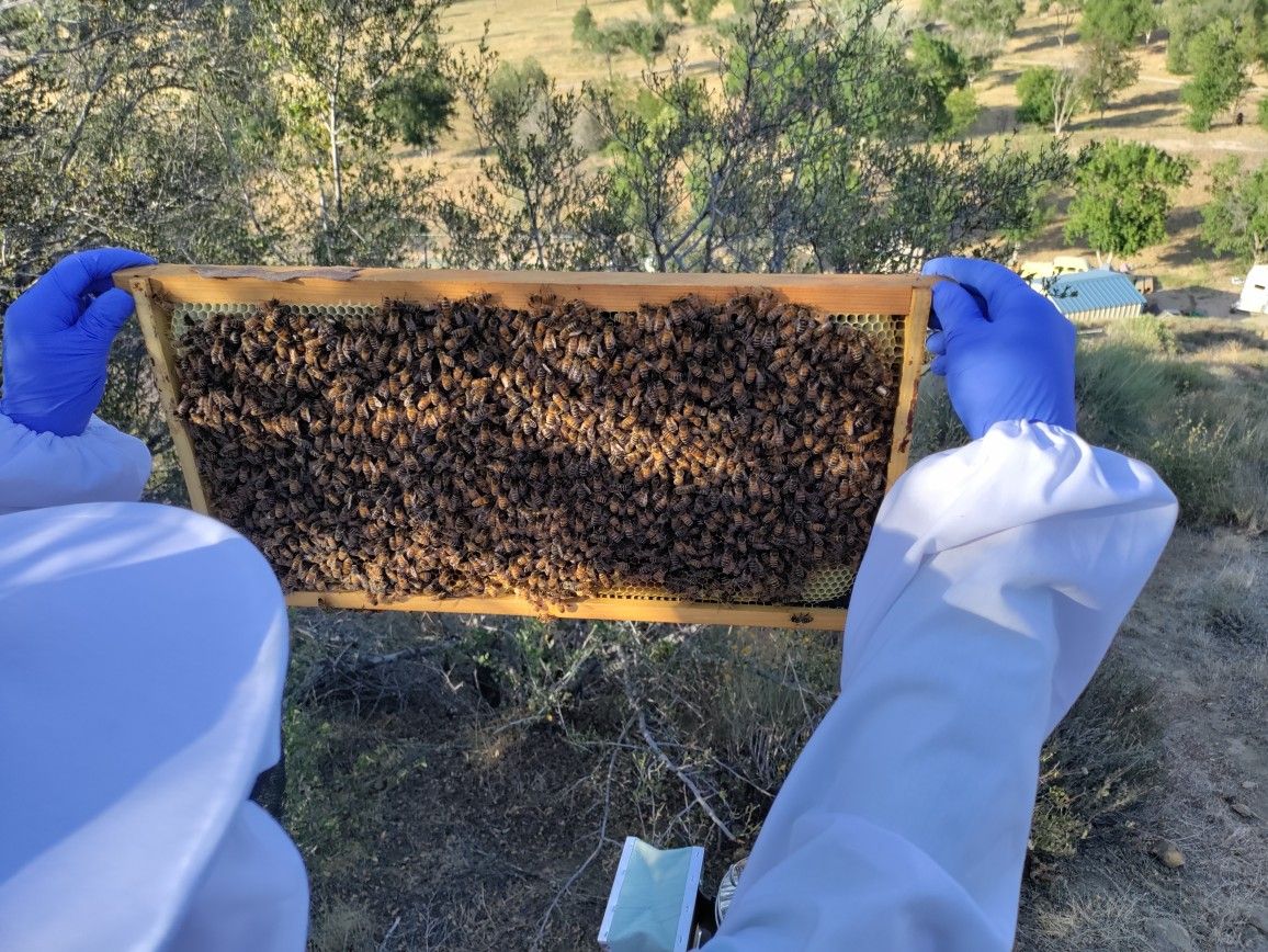 Quality Used Bee Hives