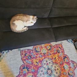 Free Futon. Beat Up Yet Fully Functional 