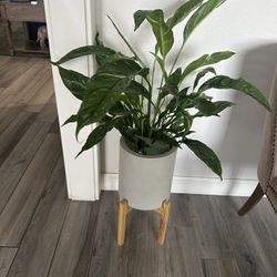 House Plant 
