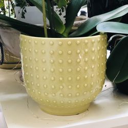 Wanted Yellow greenish Dot Hobnail Planters (2)