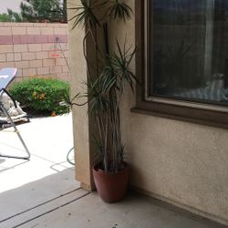 Outdoor Plant In Terracotta Pot With Feet