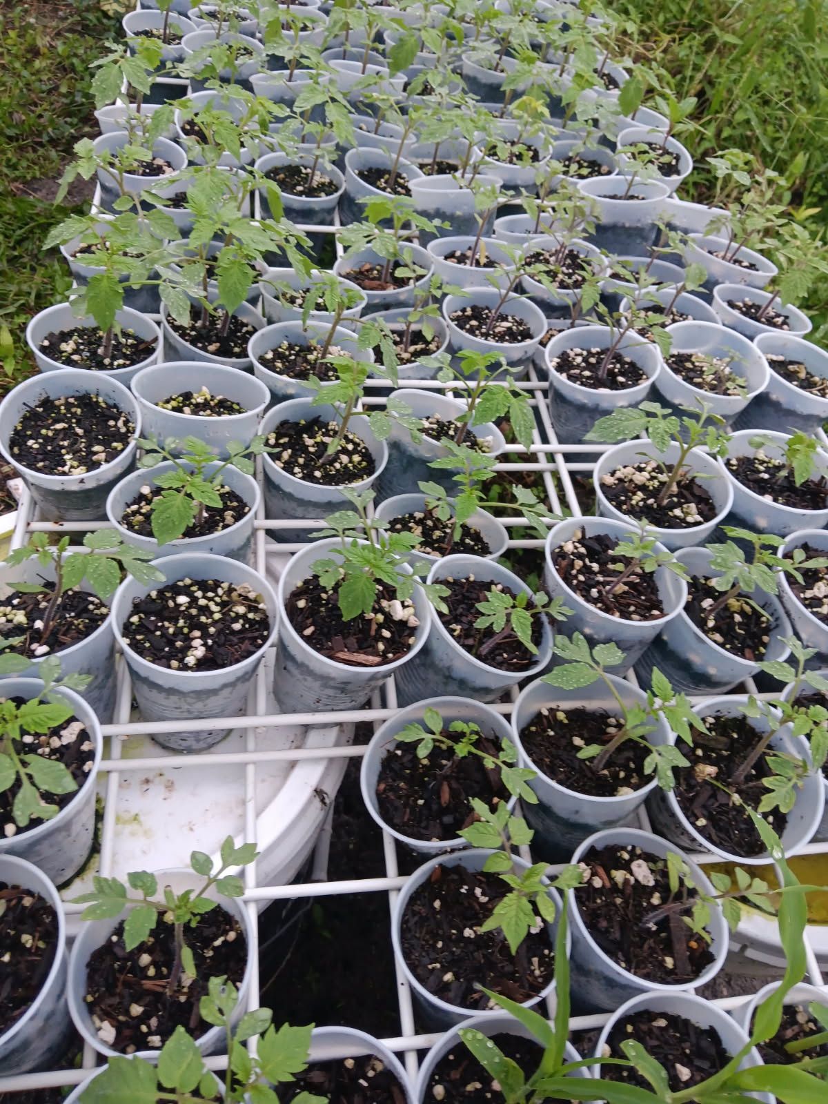 300- Starter tomatoes plants $1.00 each