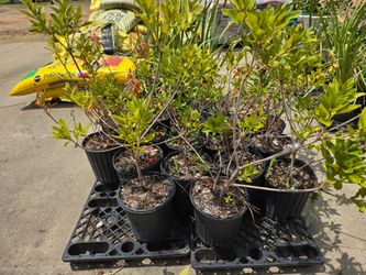 Azaleas