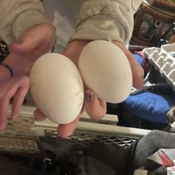Goose Eggs 
