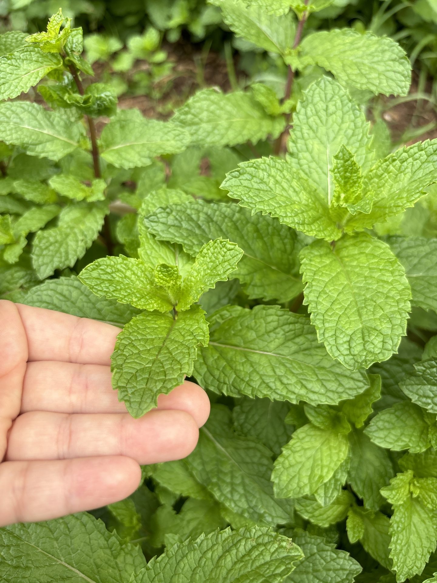 Homegrown Fresh Mint $2