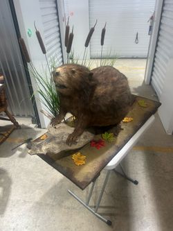 Beaver Taxidermy