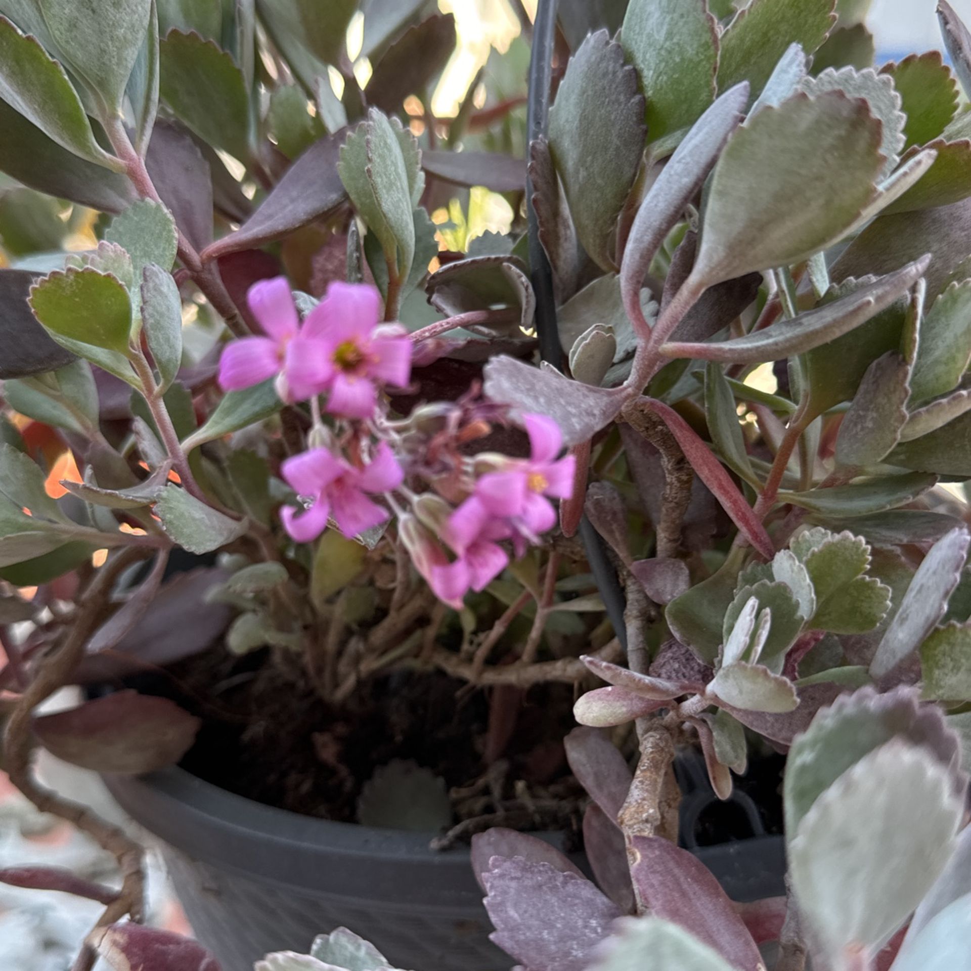 Purple Flowers