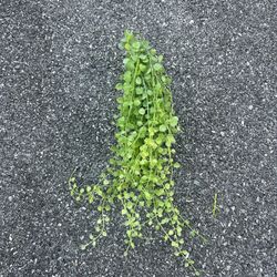 Artificial Hanging Plant 