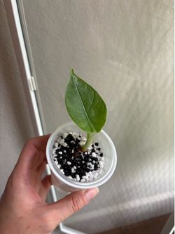 Alocasia Melo pup