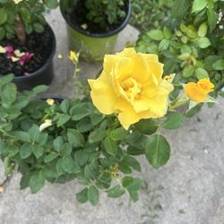 Plant Sale