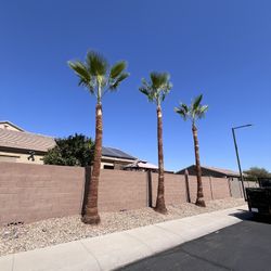 Palm And Tree Trimming 