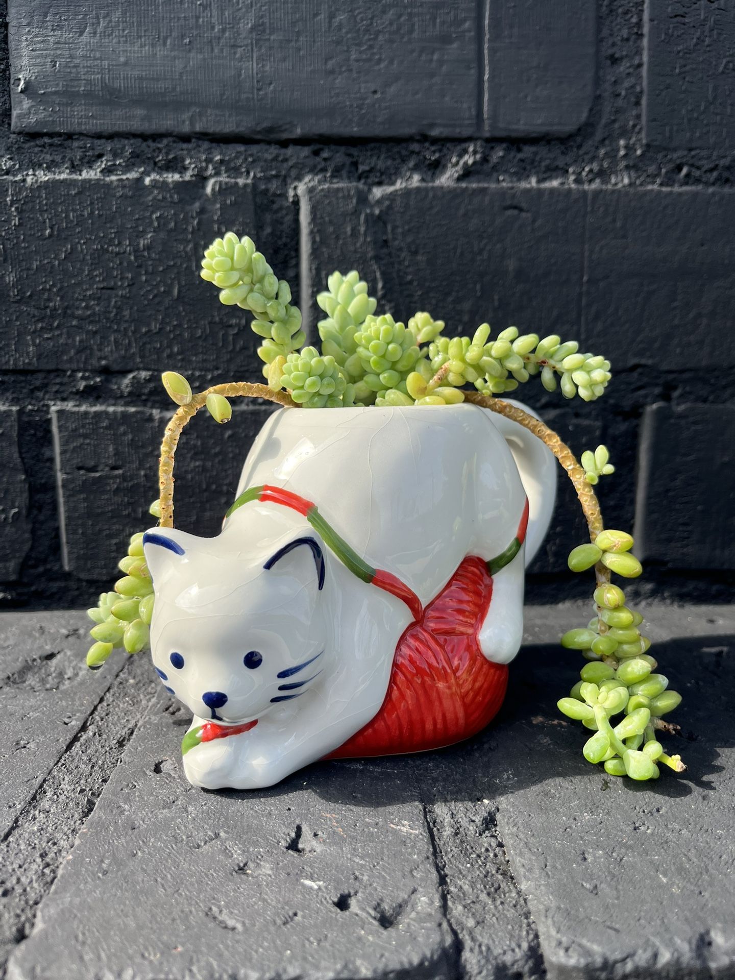 Succulents