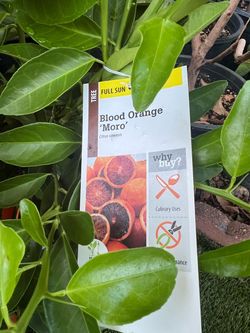 Dwarf Moro blood orange tree