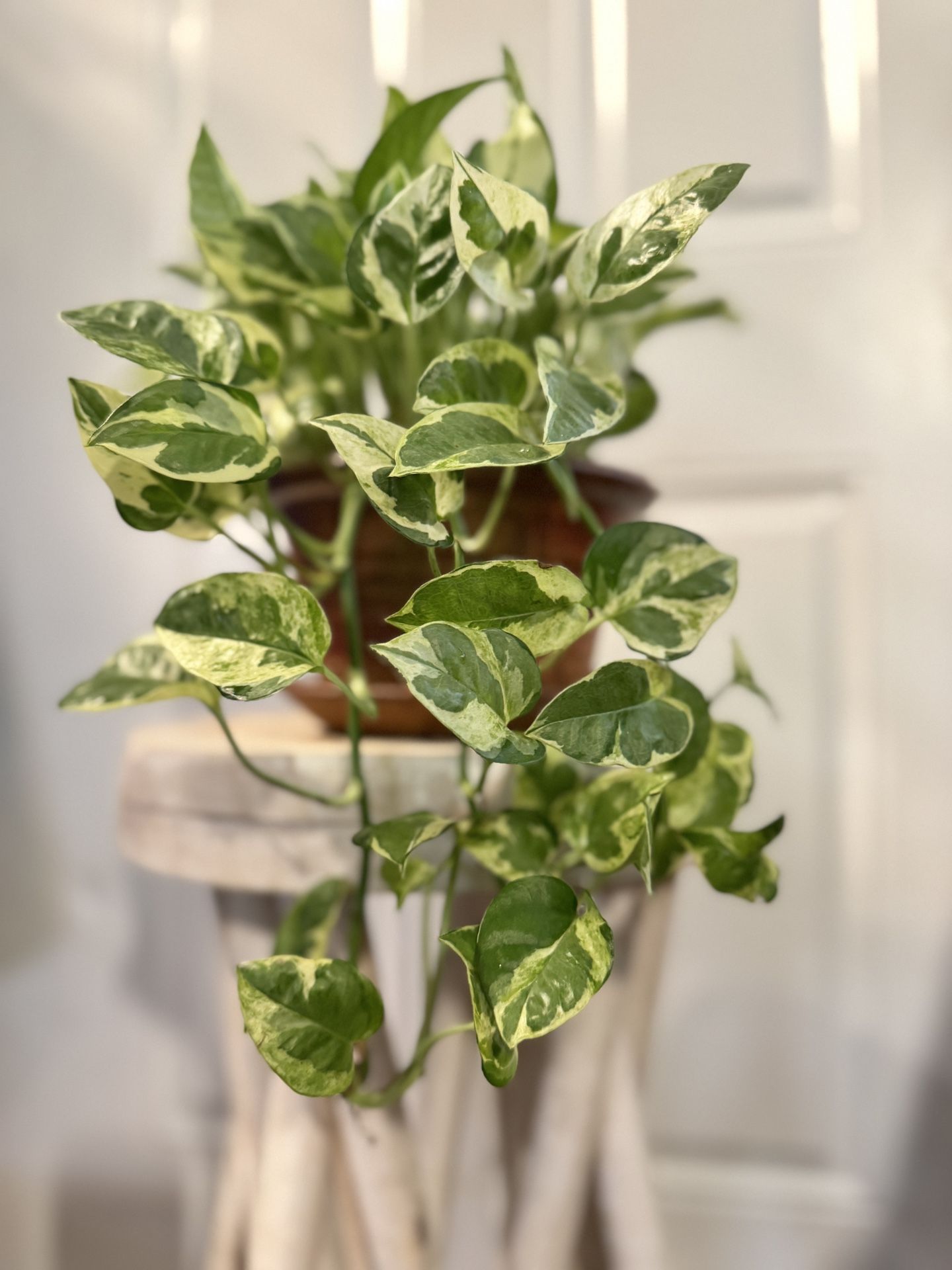 Jade & Pearls Pothos Plant In Ceramic Planter