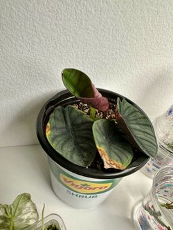Alocasia Nebula