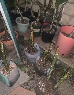 Plumeria rooted cuttings.