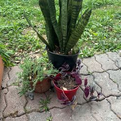 Three Plants